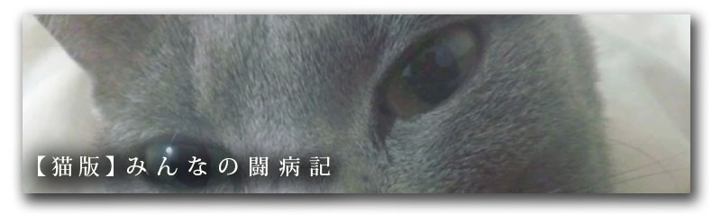 みんなの闘病記_猫