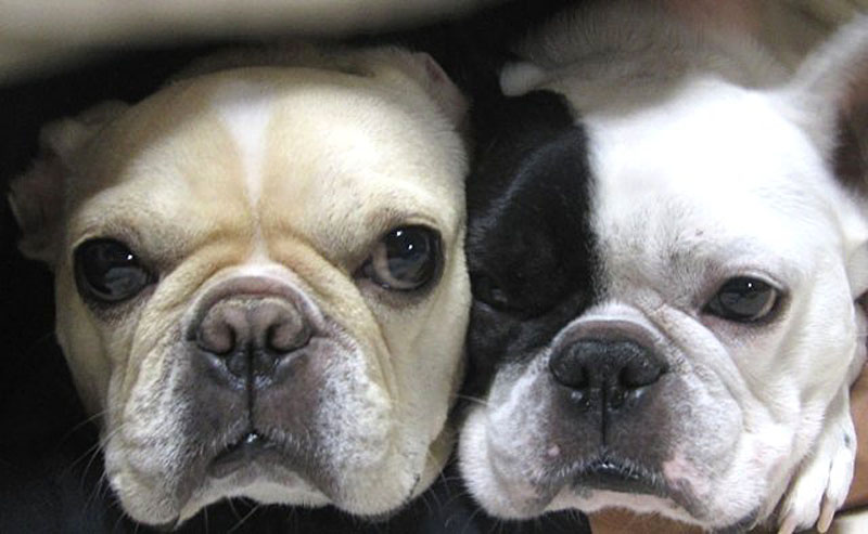 ちぃを見守るれん