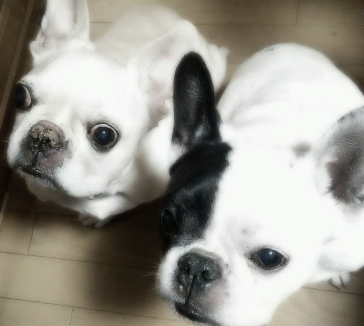 ちぃからの贈り物