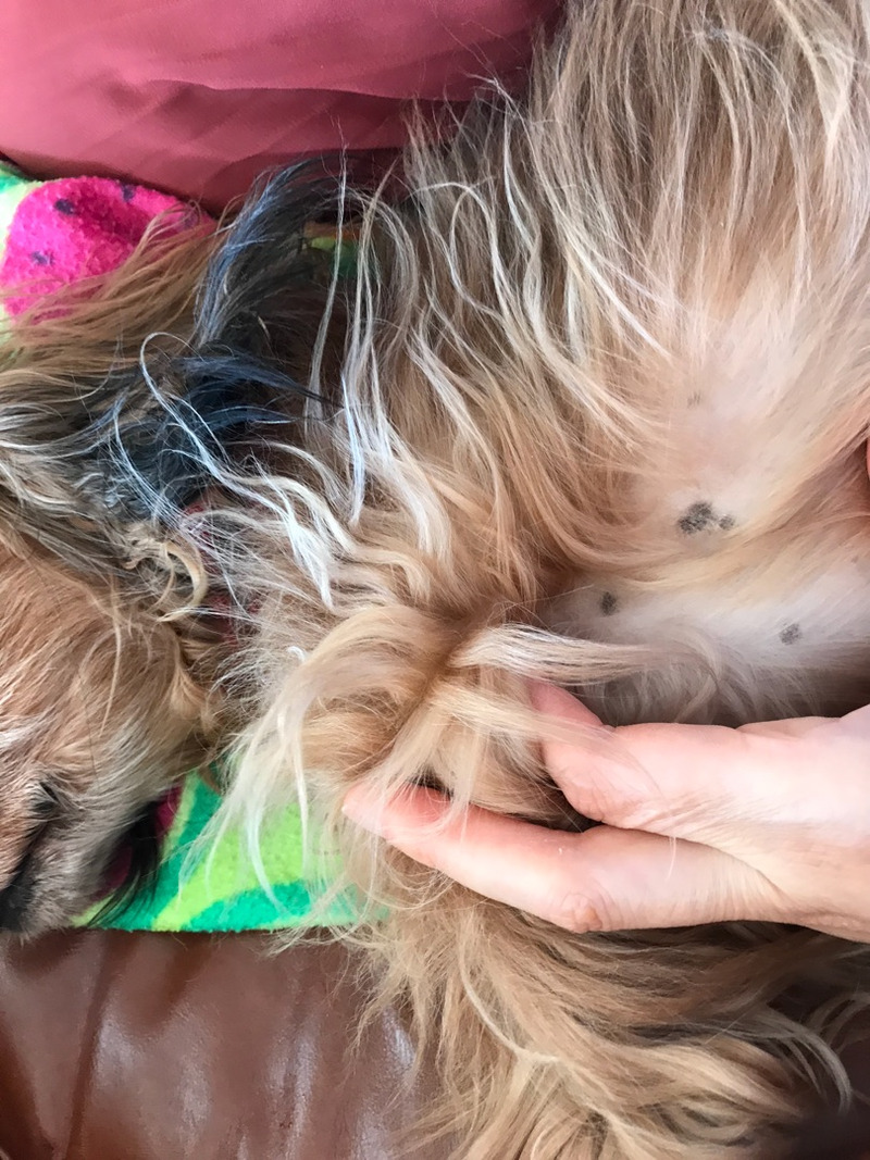 チョコラッの痣