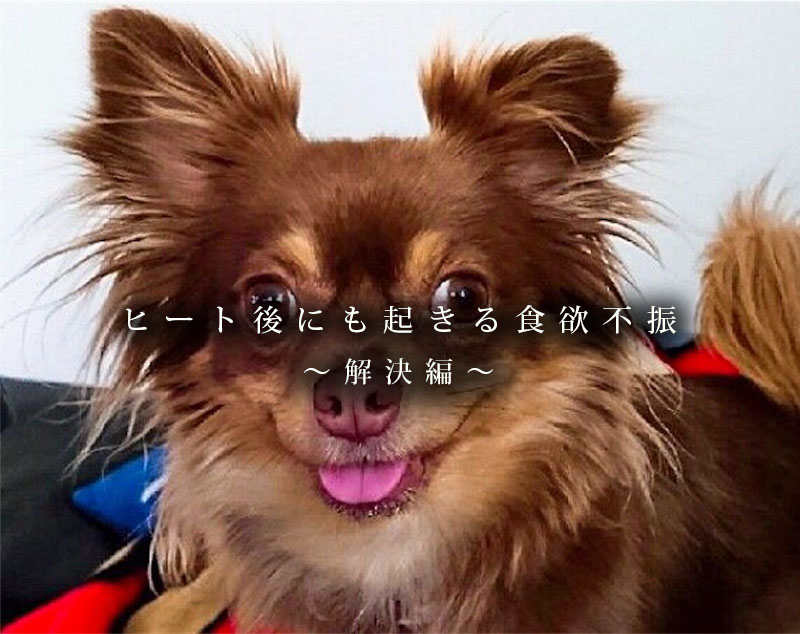 ヒート後の食欲不振