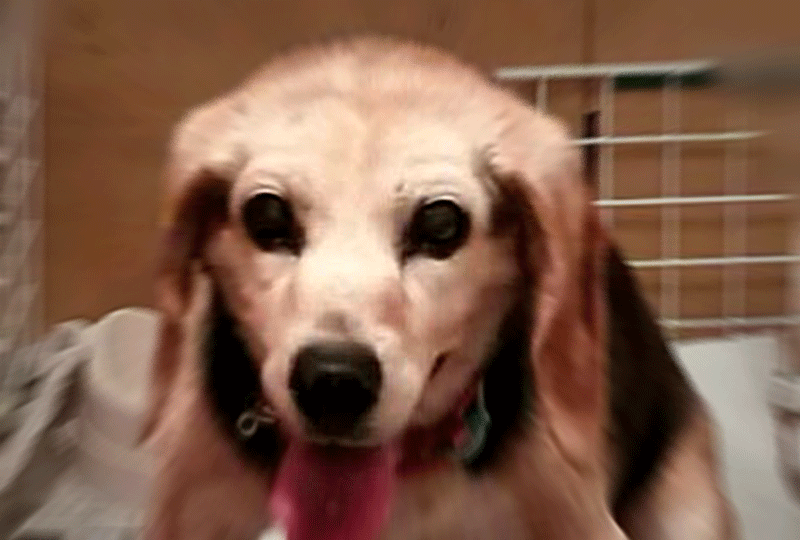 老犬アルバム_さくらさん