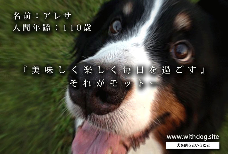老犬アルバム_アレサさん