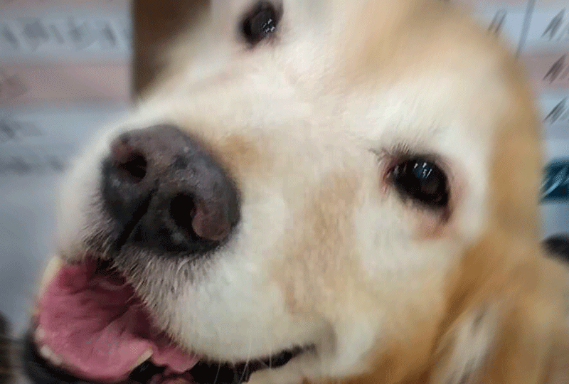 老犬アルバム_ラブさん