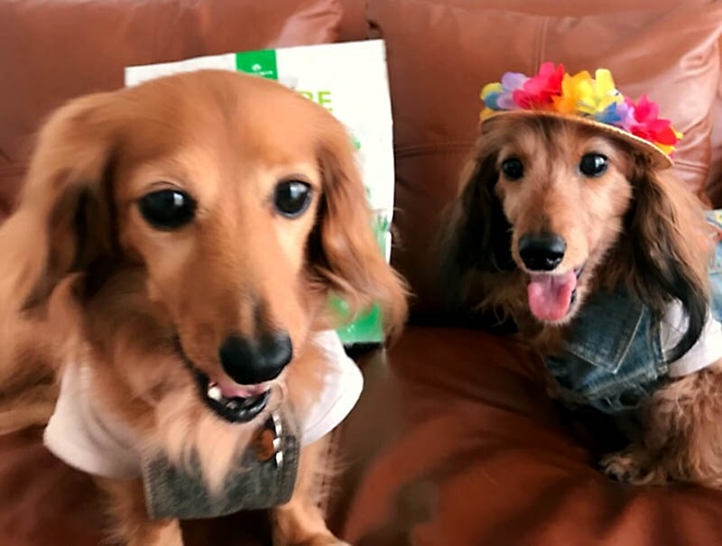 ティアラの写真