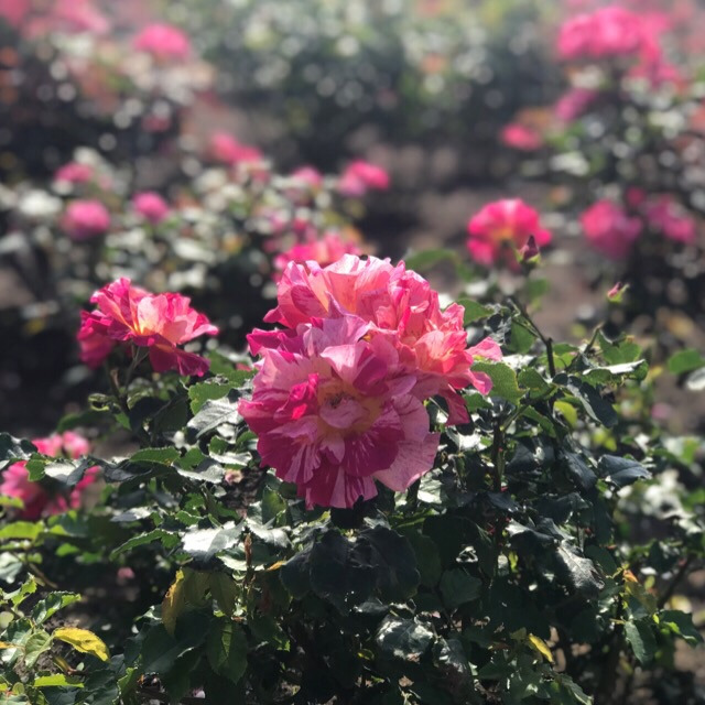 薔薇が見頃