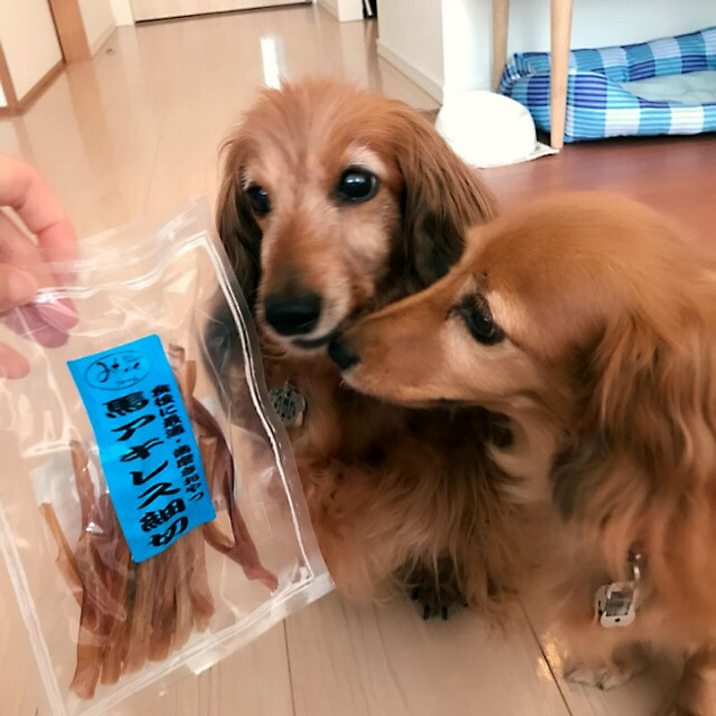 非再生性免疫介在性貧血 闘病記