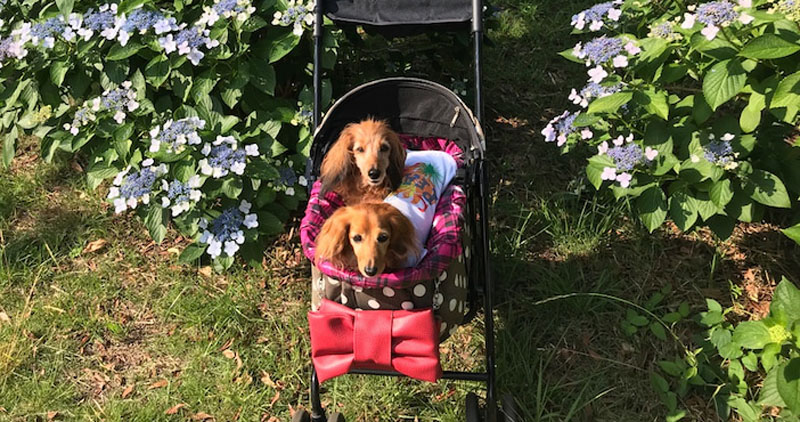 ティアラの予防接種