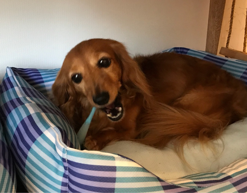 ティアラ歯磨き