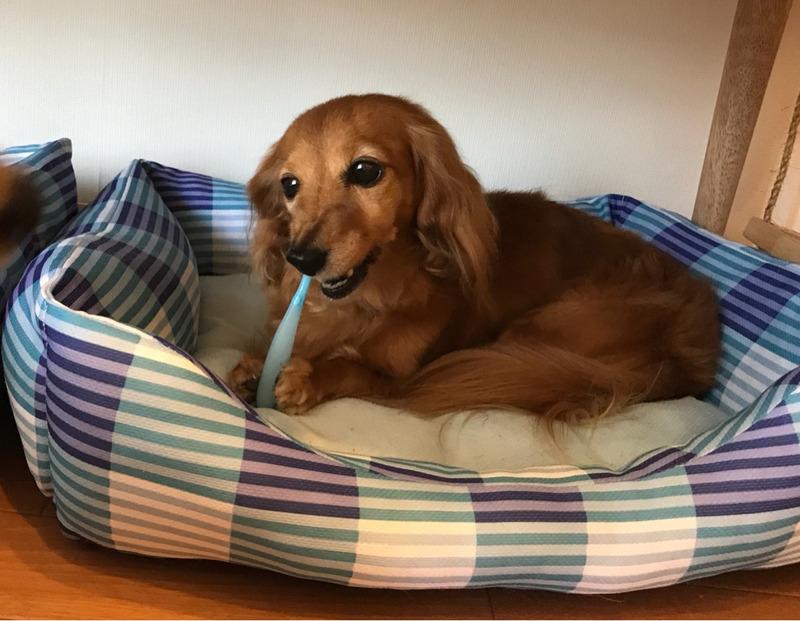 ティアラ歯磨き