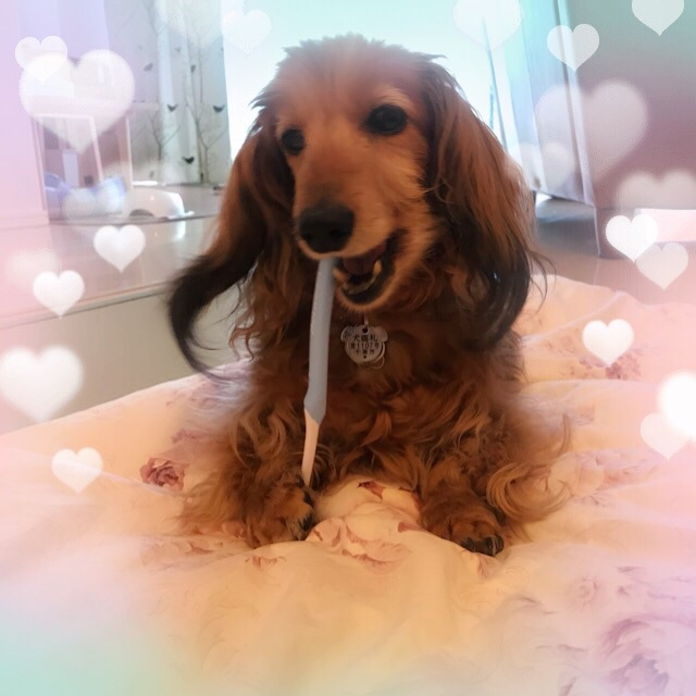 チョコラッの歯磨き