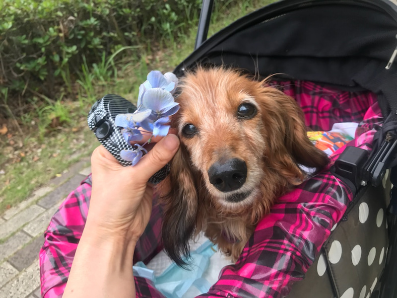チョコラの髪飾り