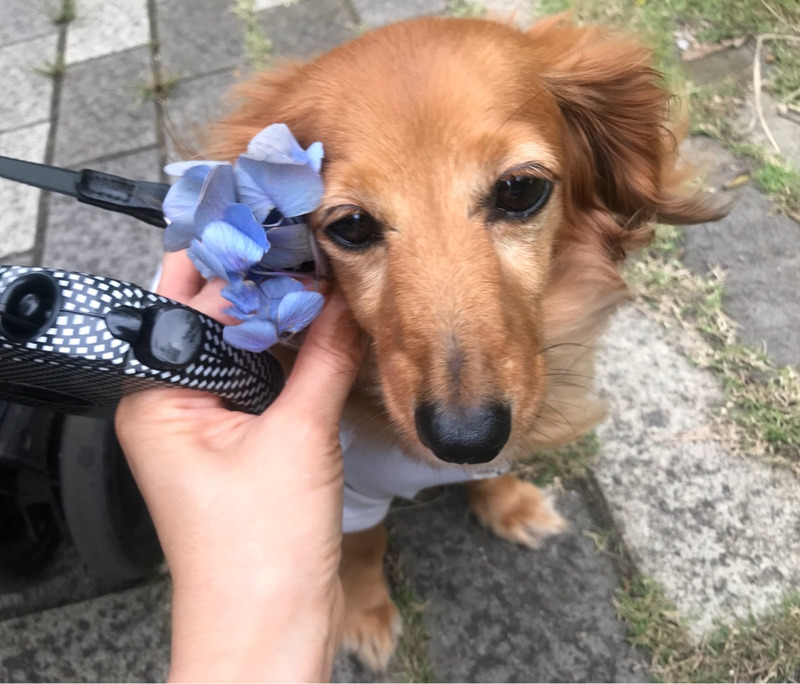 ティアラの髪飾り