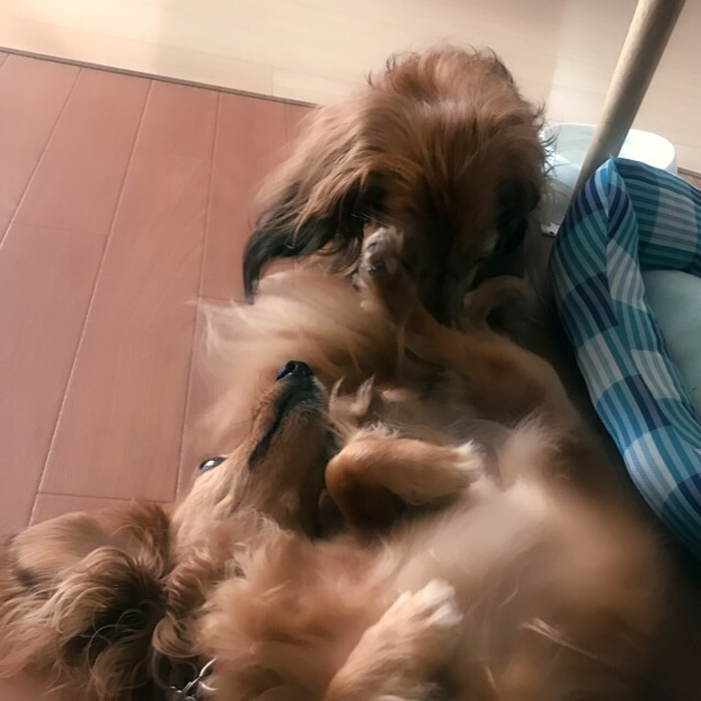 f:id:masami_takasu:20190525223632j:plain