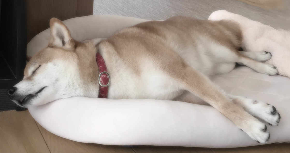 f:id:masami_takasu:20190526020529j:plain