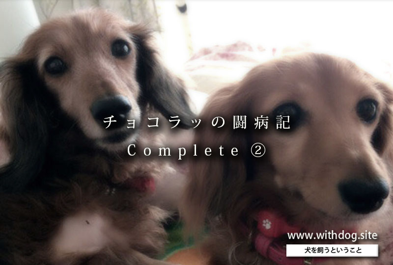 非再生性免疫介在性貧血 闘病記