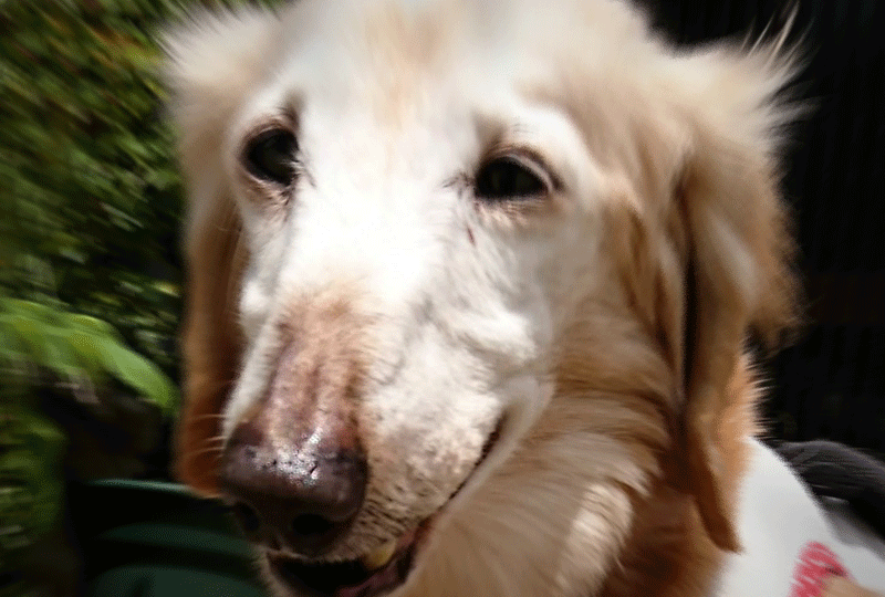 f:id:masami_takasu:20190602084858g:plain