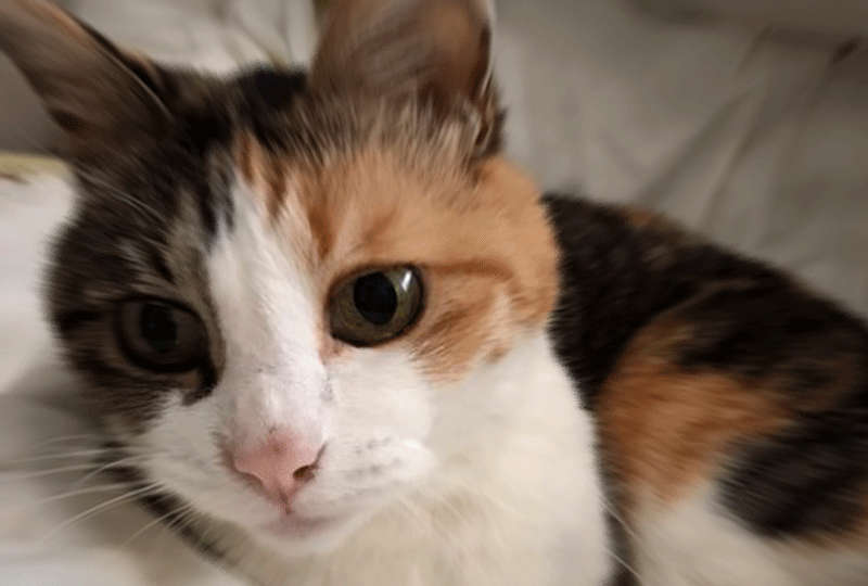 f:id:masami_takasu:20190602085023g:plain