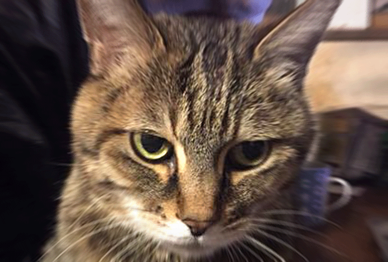 f:id:masami_takasu:20190602085136g:plain