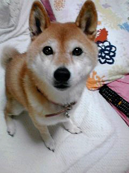 f:id:masami_takasu:20190602135156j:plain