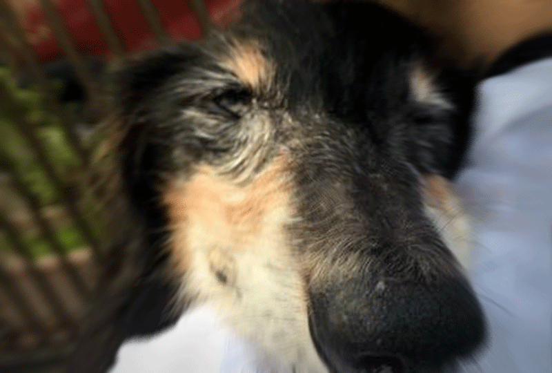 老犬アルバム_パズーさん