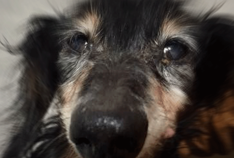 老犬アルバム_バズ―さん、更新