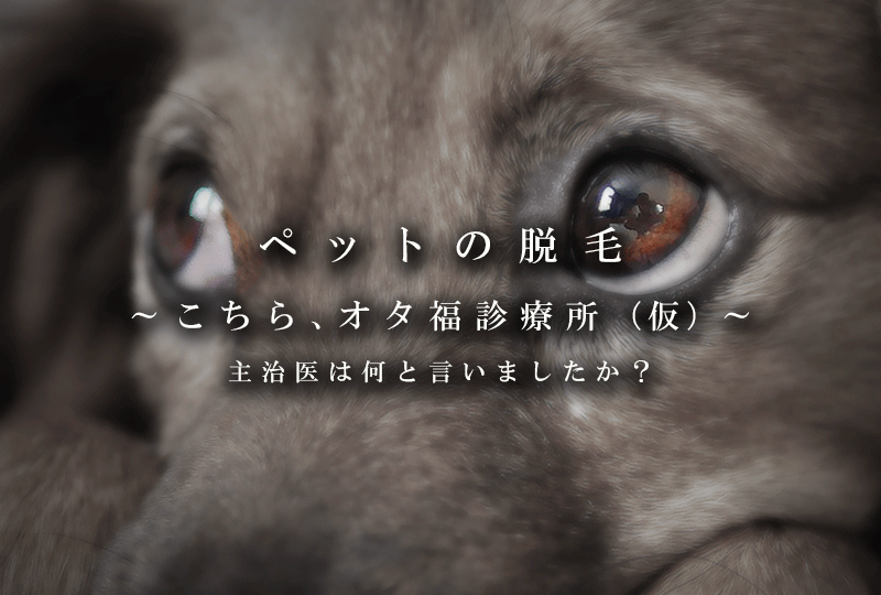ペットの脱毛