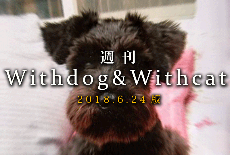 f:id:masami_takasu:20190623090449g:plain