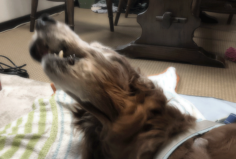 f:id:masami_takasu:20190623091354g:plain