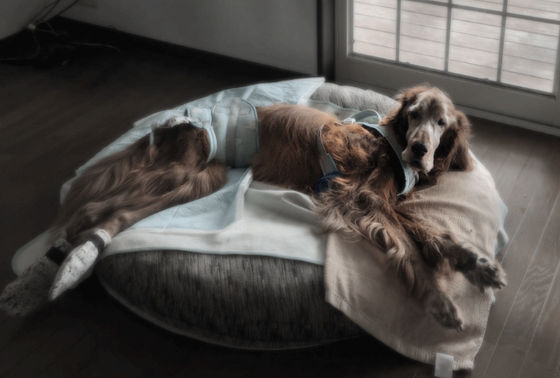 f:id:masami_takasu:20190623091846g:plain