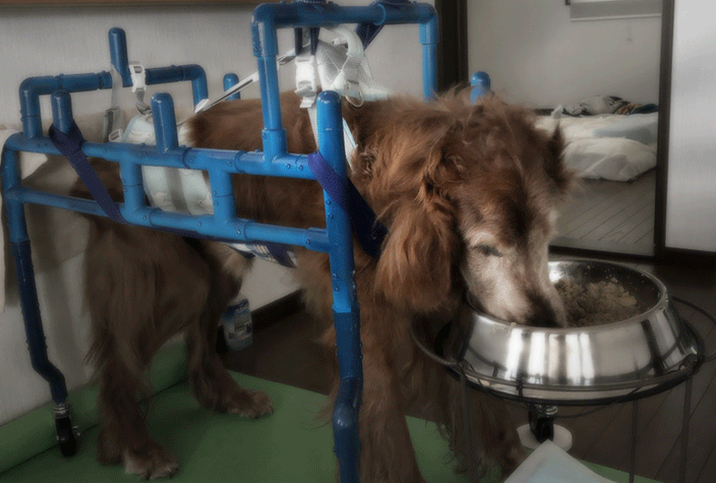 f:id:masami_takasu:20190623092108g:plain