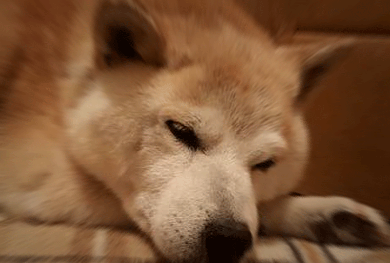 f:id:masami_takasu:20190623092310g:plain