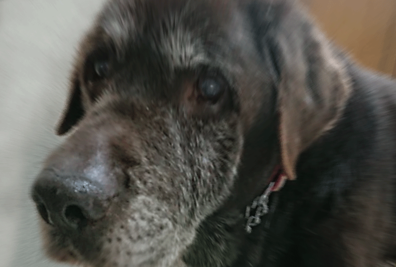 f:id:masami_takasu:20190707074406g:plain f:id:masami_takasu:20190707074406g:plain