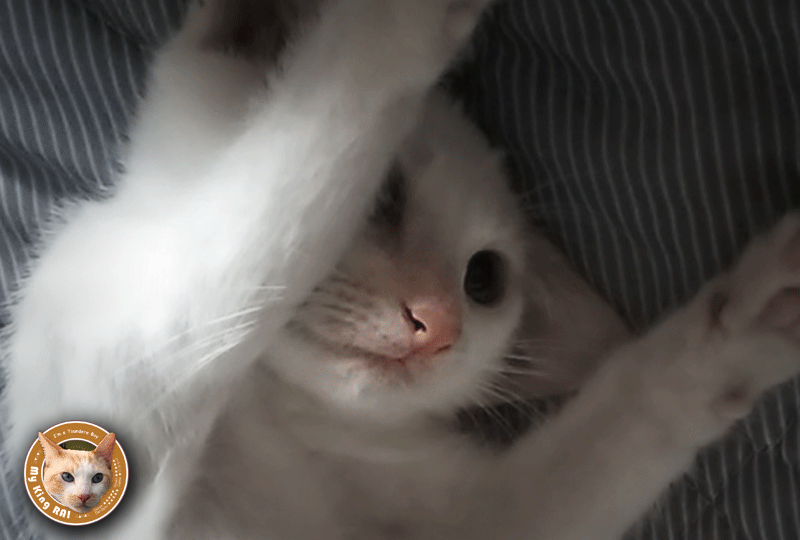 f:id:masami_takasu:20190707074636g:plain f:id:masami_takasu:20190707074636g:plain