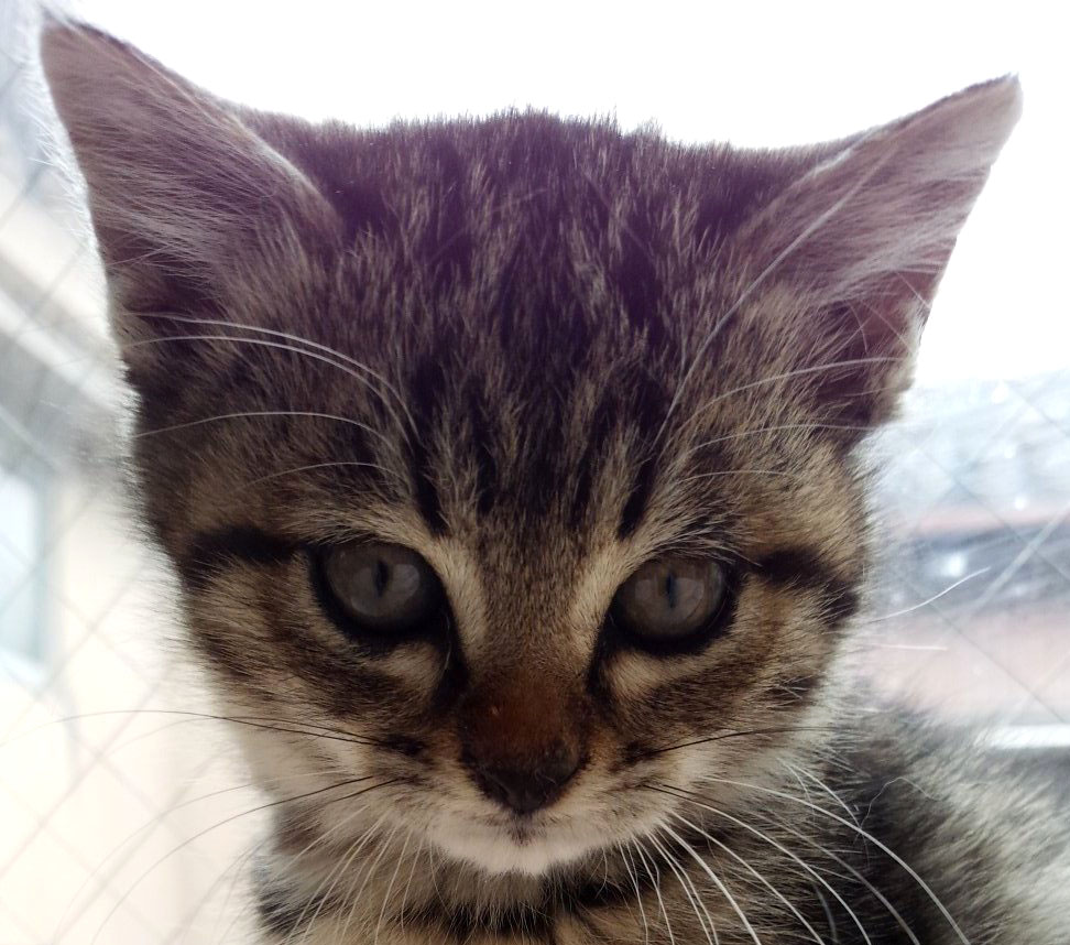 猫宅の話_扉