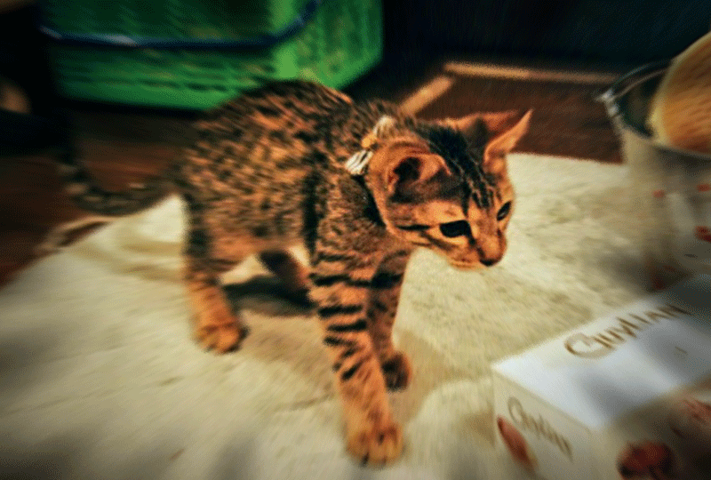 f:id:masami_takasu:20190812141516g:plain f:id:masami_takasu:20190812141516g:plain