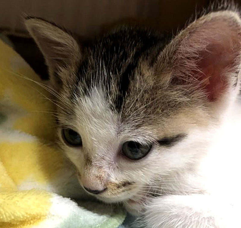 犬派の僕が猫の多頭飼いを始めた理由