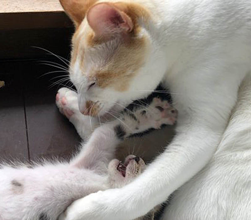 犬派の僕が猫の多頭飼いを始めた理由