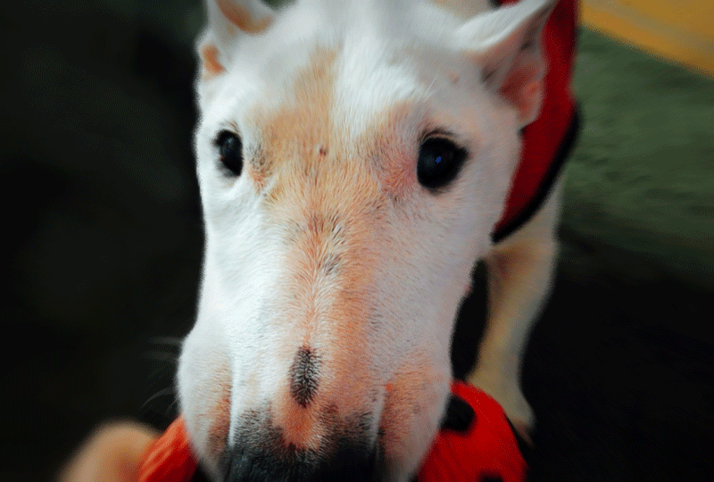 チャベスの老犬アルバム