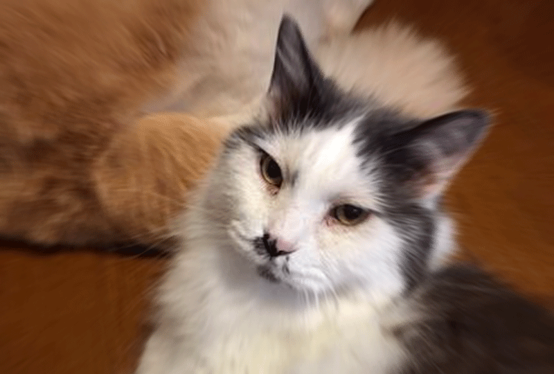 f:id:masami_takasu:20190908061143g:plain