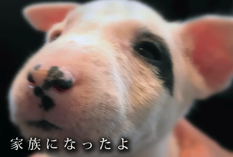f:id:masami_takasu:20190922171103g:plain