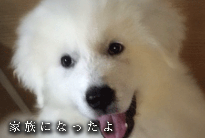 f:id:masami_takasu:20191007065310g:plain