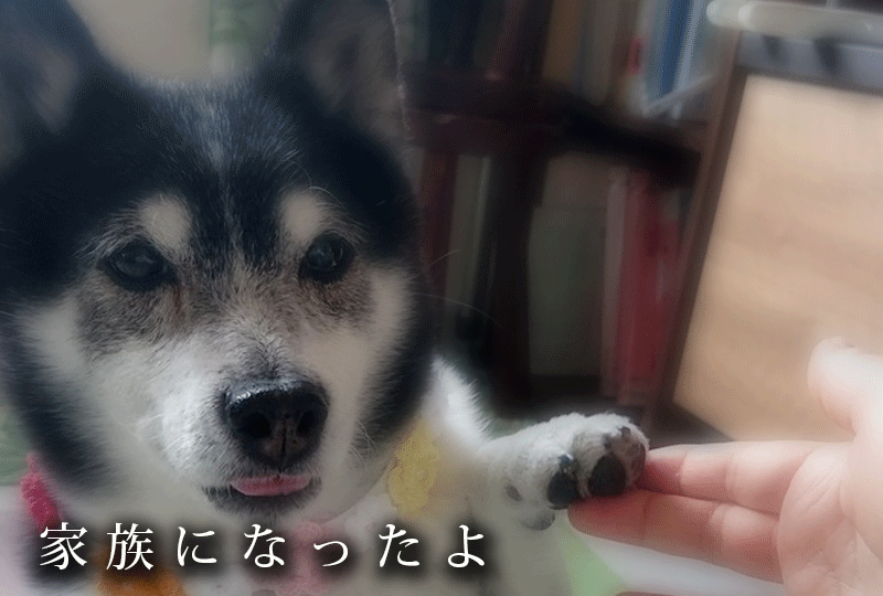 f:id:masami_takasu:20191007065818g:plain