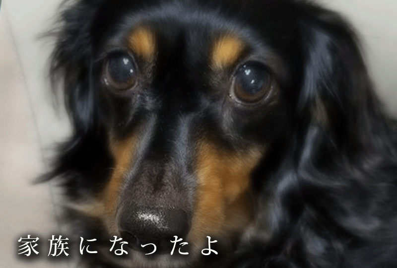 f:id:masami_takasu:20191013031547g:plain