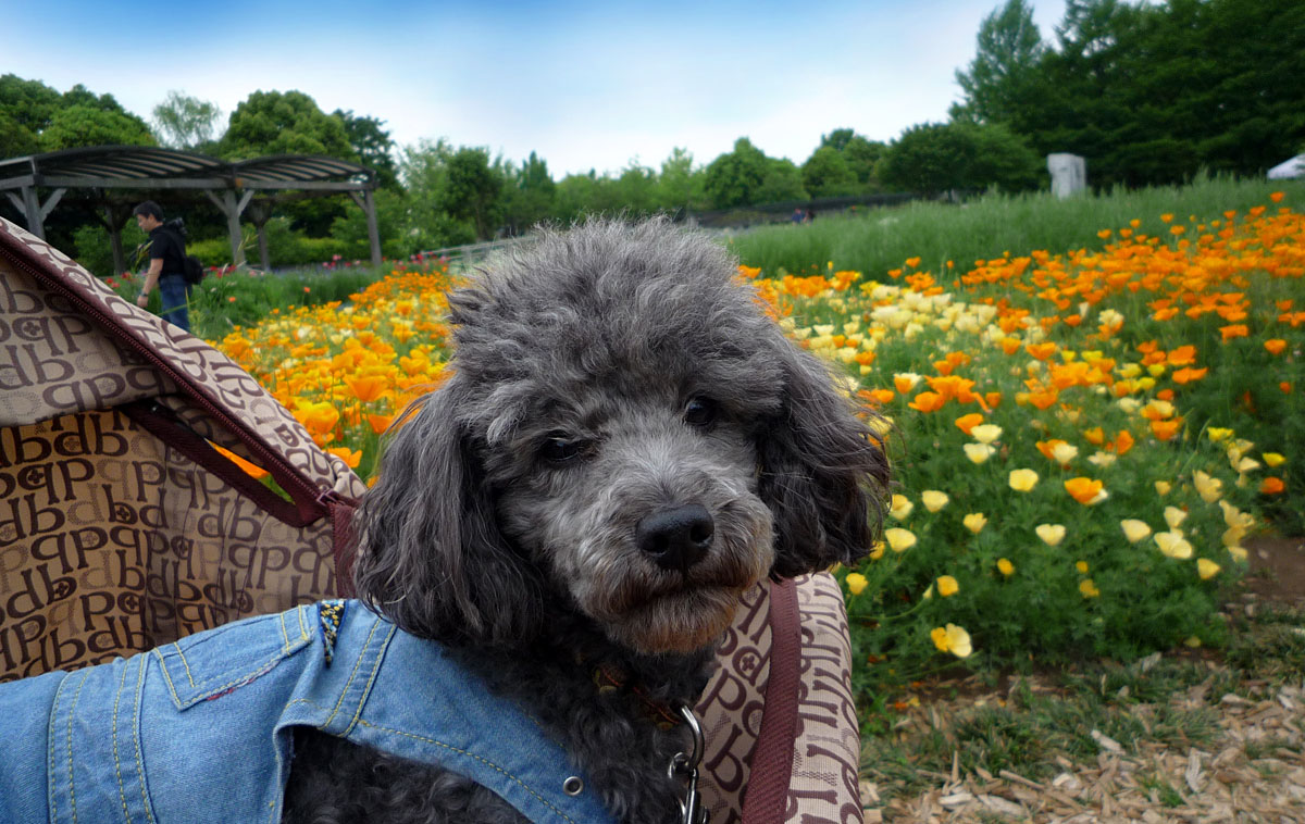 f:id:masami_takasu:20191021122753j:plain