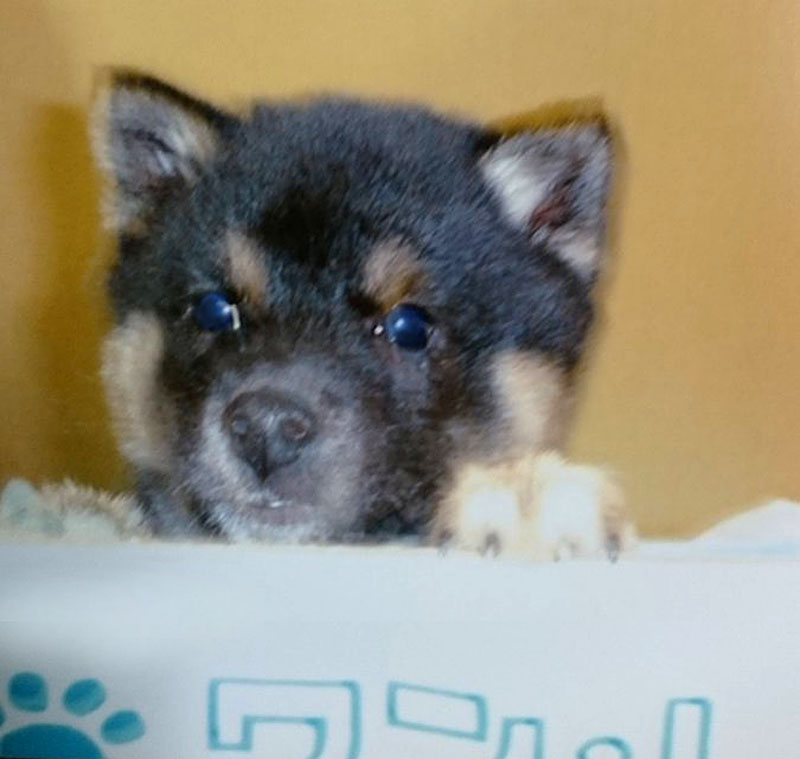 f:id:masami_takasu:20191021171633j:plain