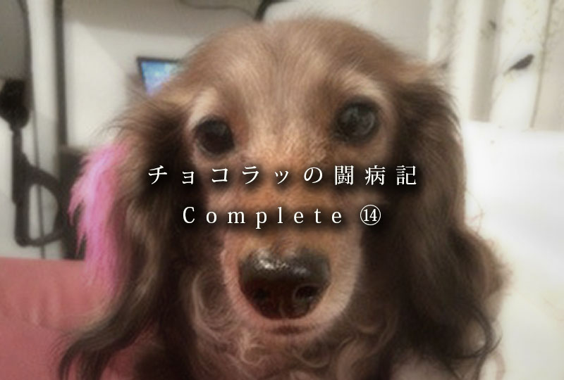 非再生性免疫介在性貧血 闘病記