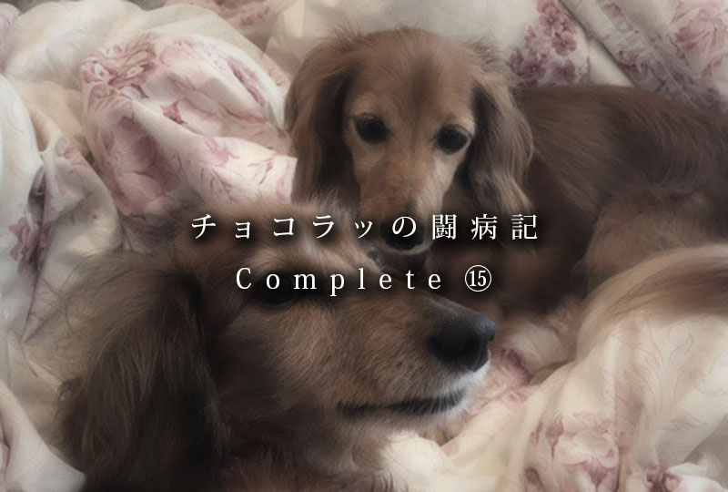 非再生性免疫介在性貧血 闘病記