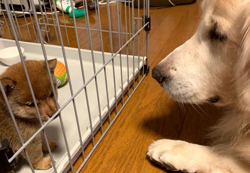 f:id:masami_takasu:20191116225938j:plain