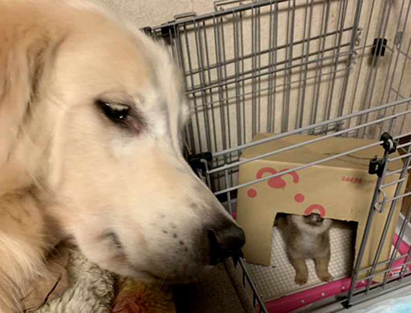 f:id:masami_takasu:20191116230129j:plain